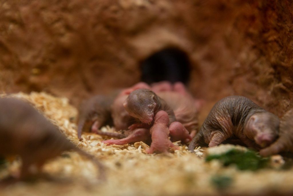 Newborn rodents huddle together on wood shavings near an adult.