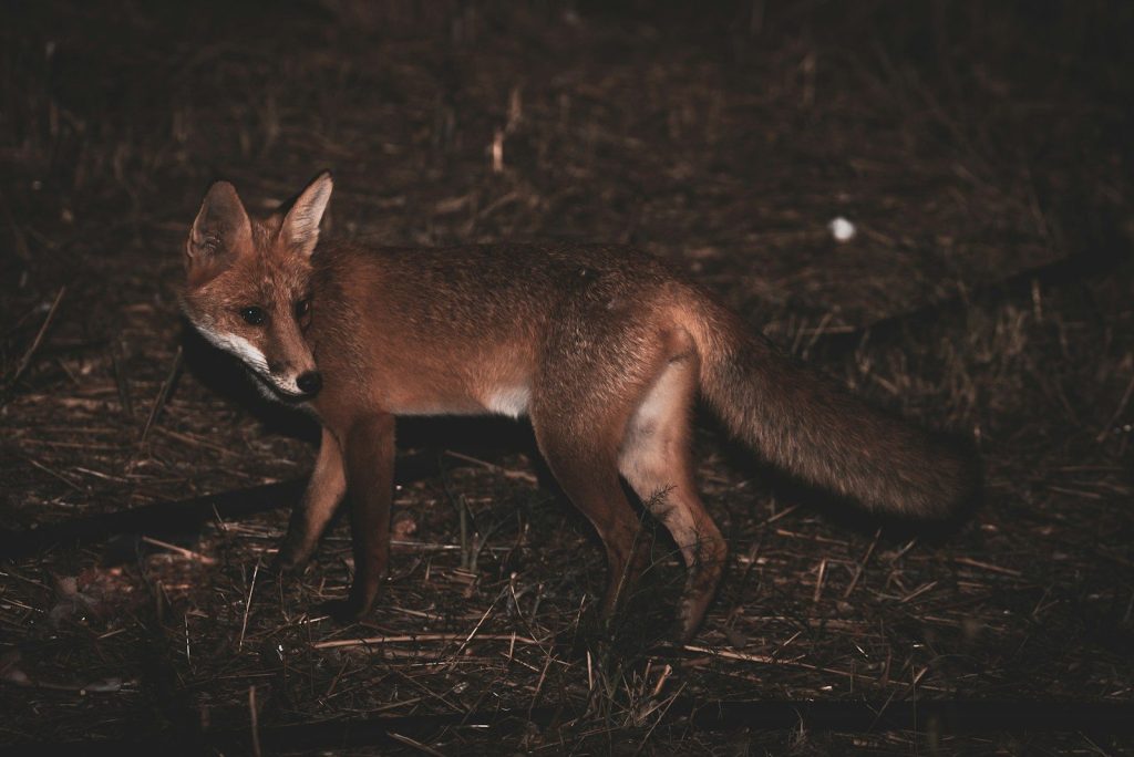 brown fox on brown grass