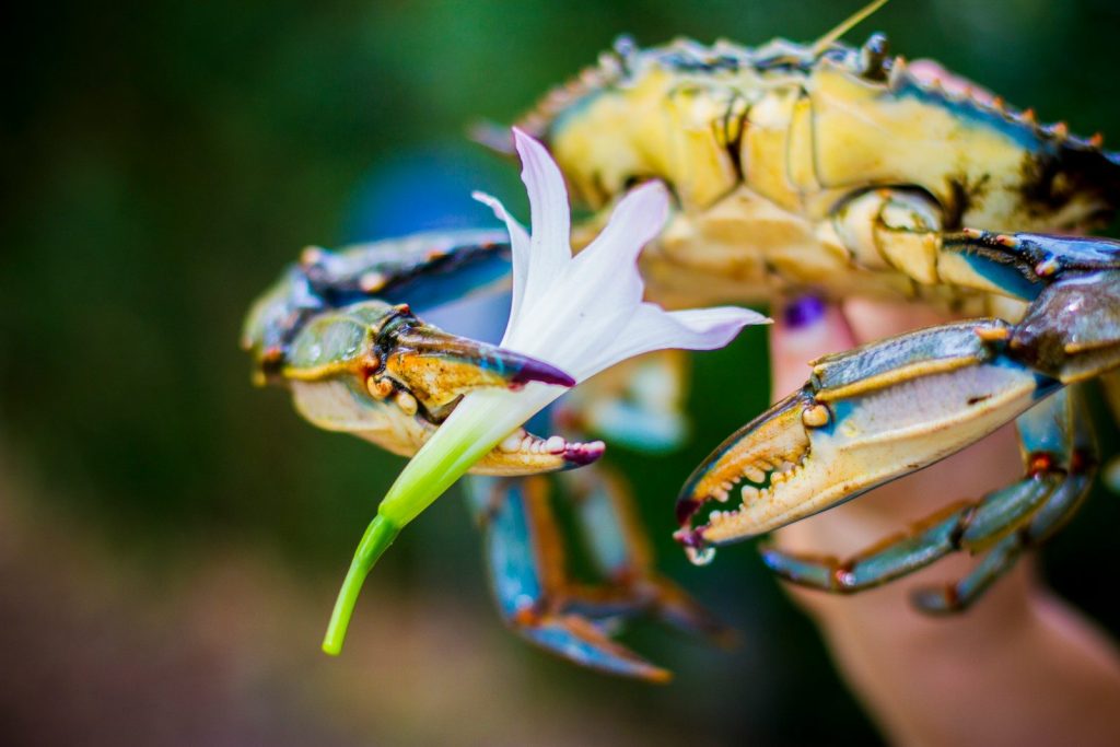 person holding crab with flower in pinscher