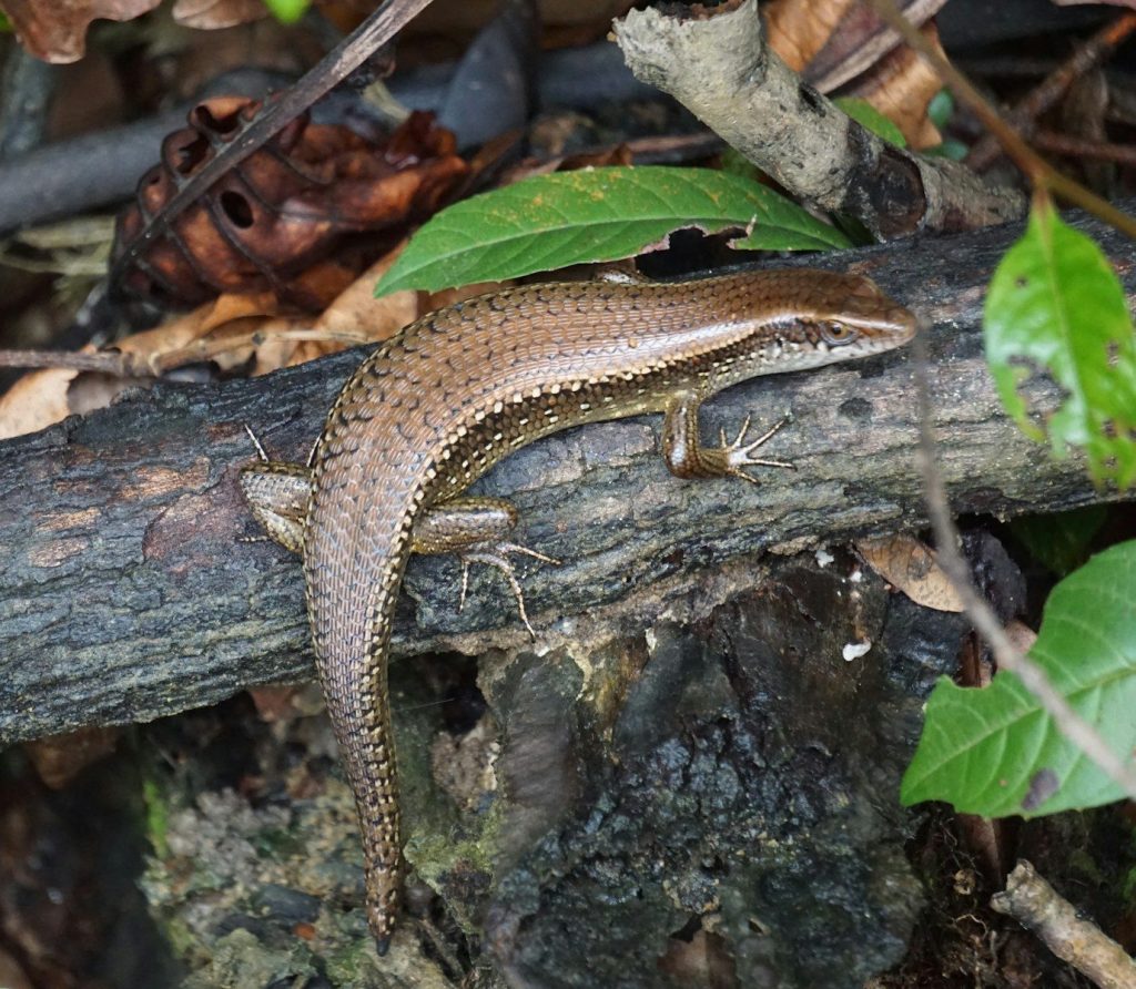 brown and black lizard on brown wood