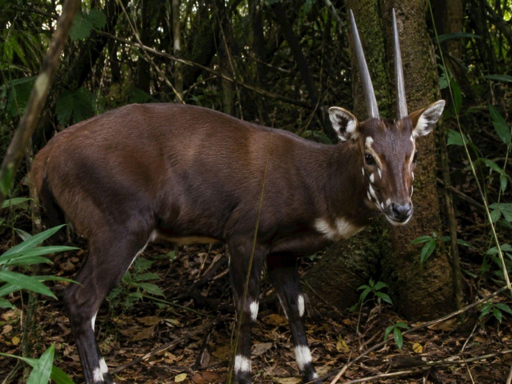A saola, a rare forest antelope, stands in lush greenery.
