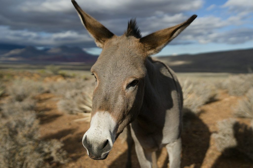 A donkey stands in a dry, arid landscape