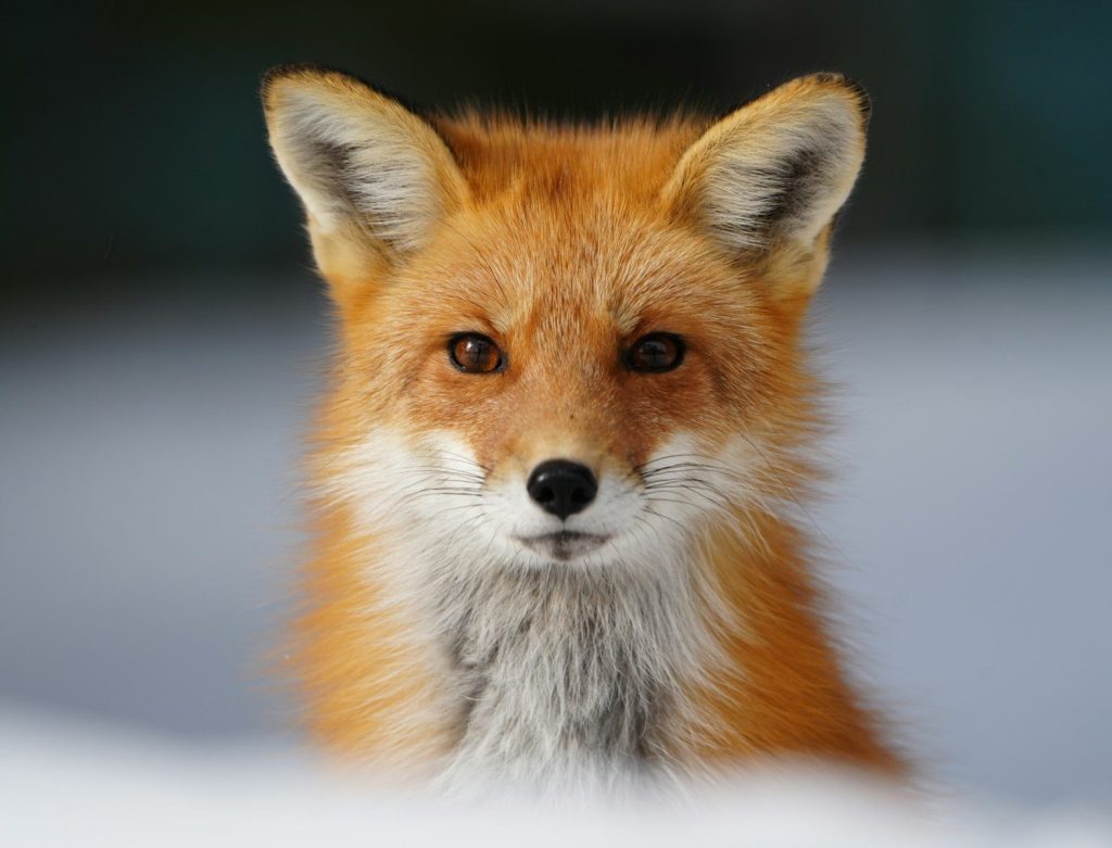 A red fox poses staring directly into the camera