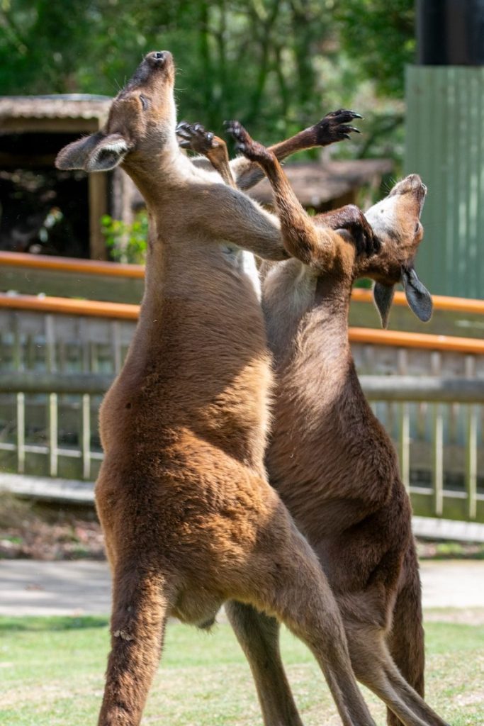 Kangaroos are fighting in an upright position.