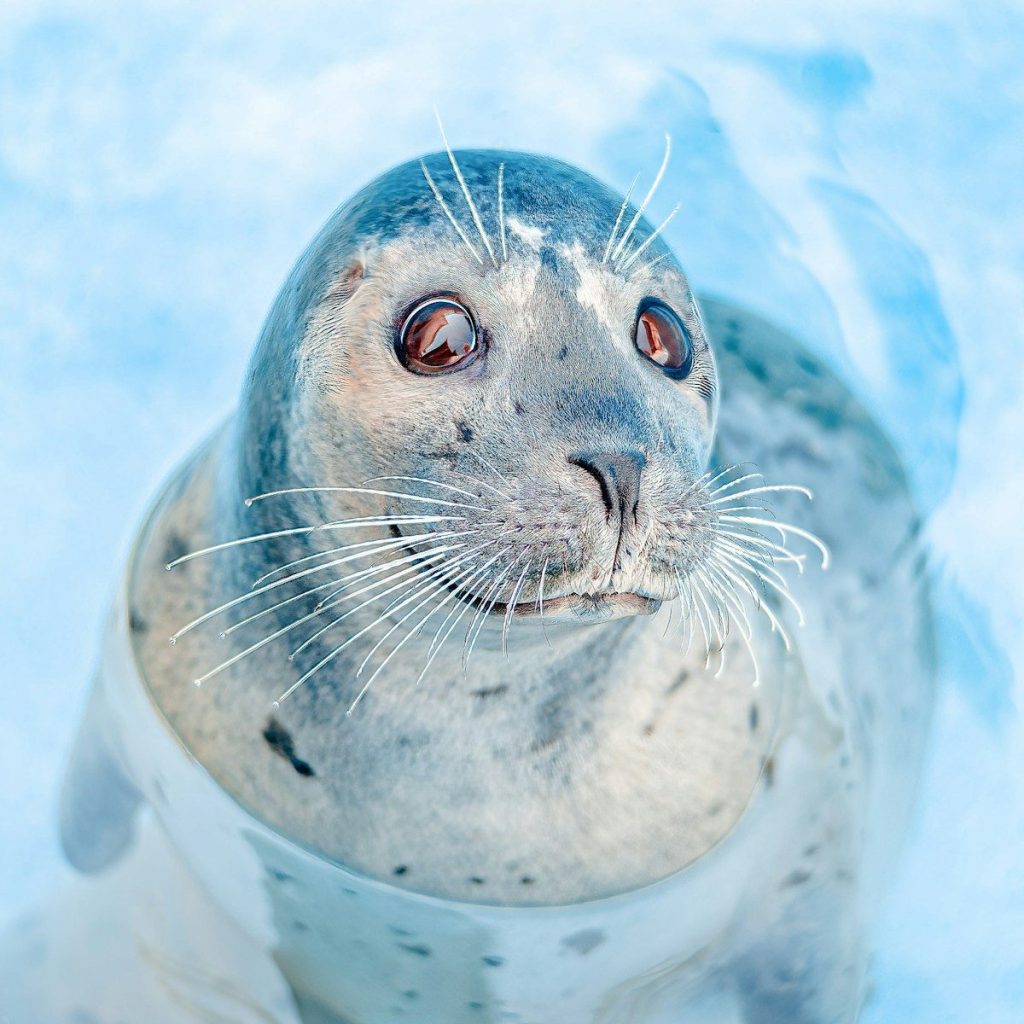 a seal is sitting in the water and looking at the camera