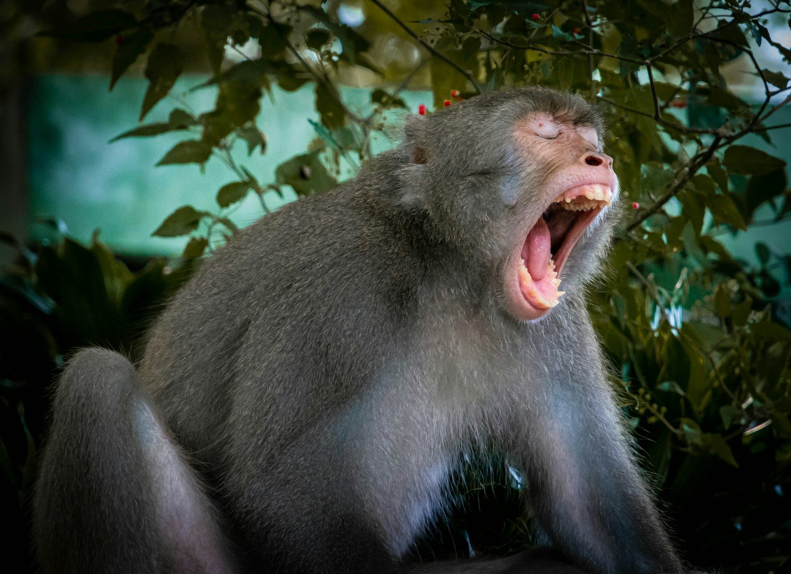 brown monkey on tree branch