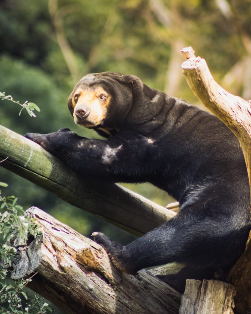 a large black bear sitting on top of a tree branch