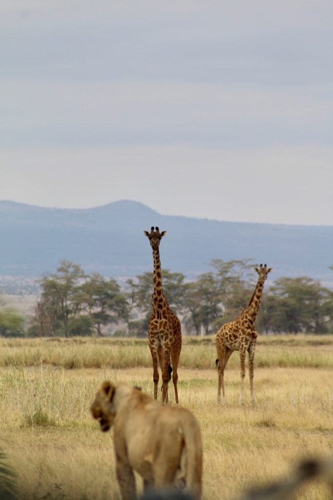 Two giraffes and a lion in a field