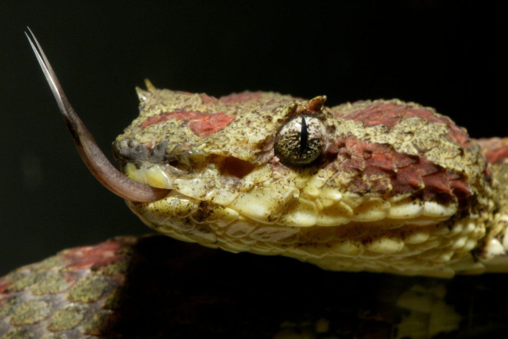 Close-up of a snake's head, tongue extended.