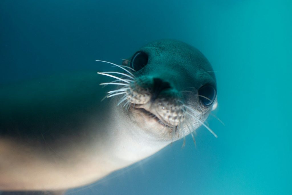 gray seal