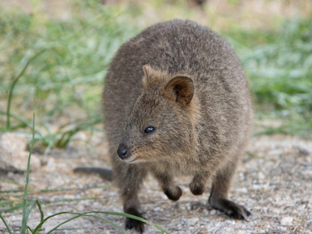 A small brown animal standing on top of a grass covered field
