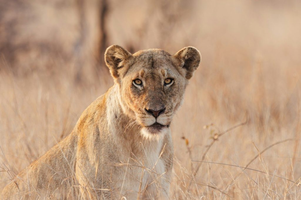 A lioness sits in dry grass, looking forward.