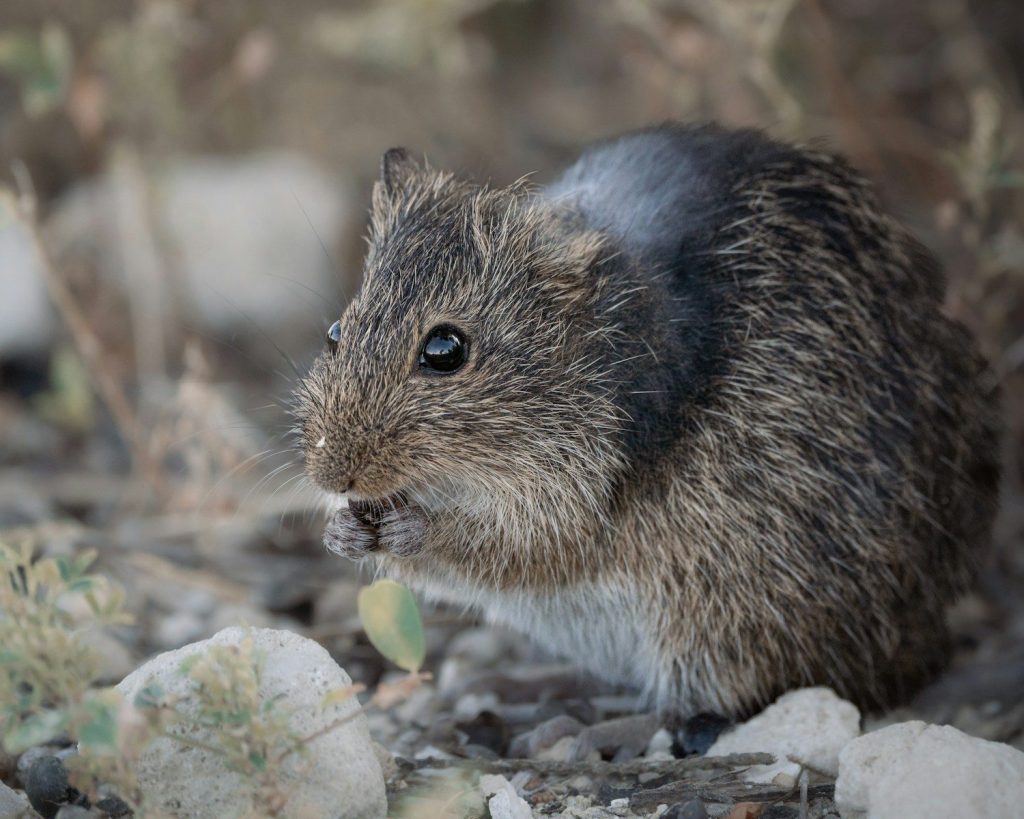 A small rodent with brown fur eating a leaf.