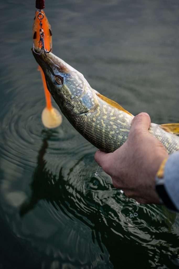Fisherman holding a freshly caught pike with lure.