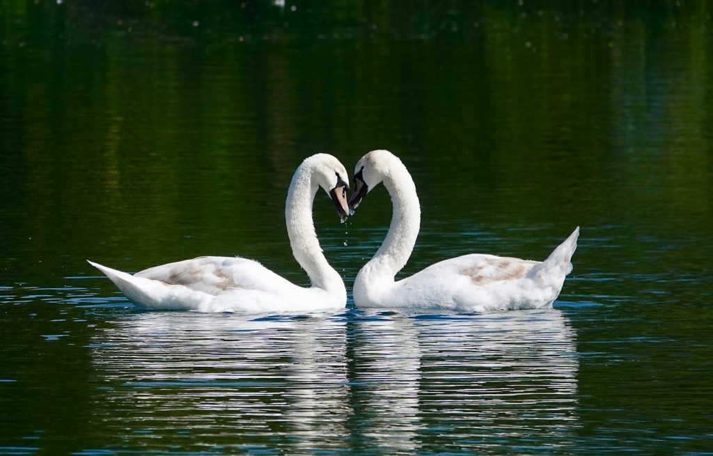 white swan on water during daytime