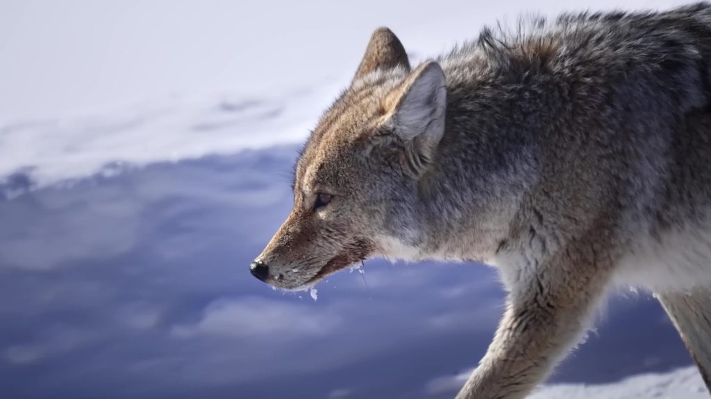 a gray wolf walking across a snow covered field