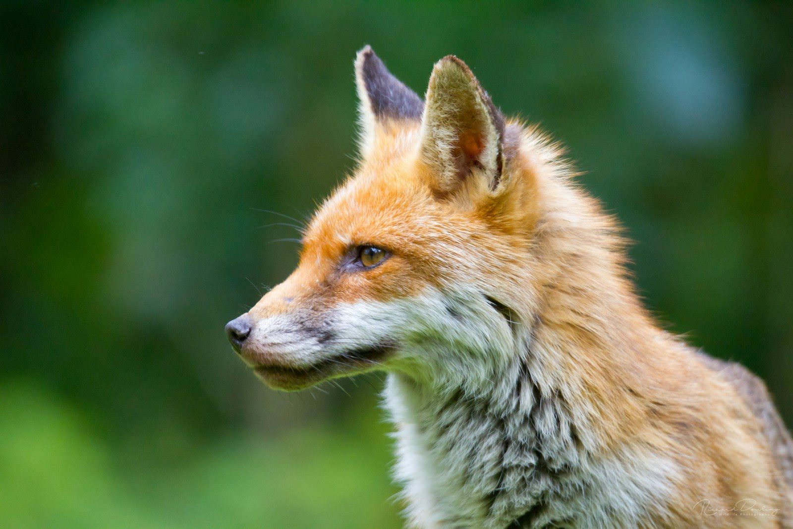 A close up of a red fox in a forest