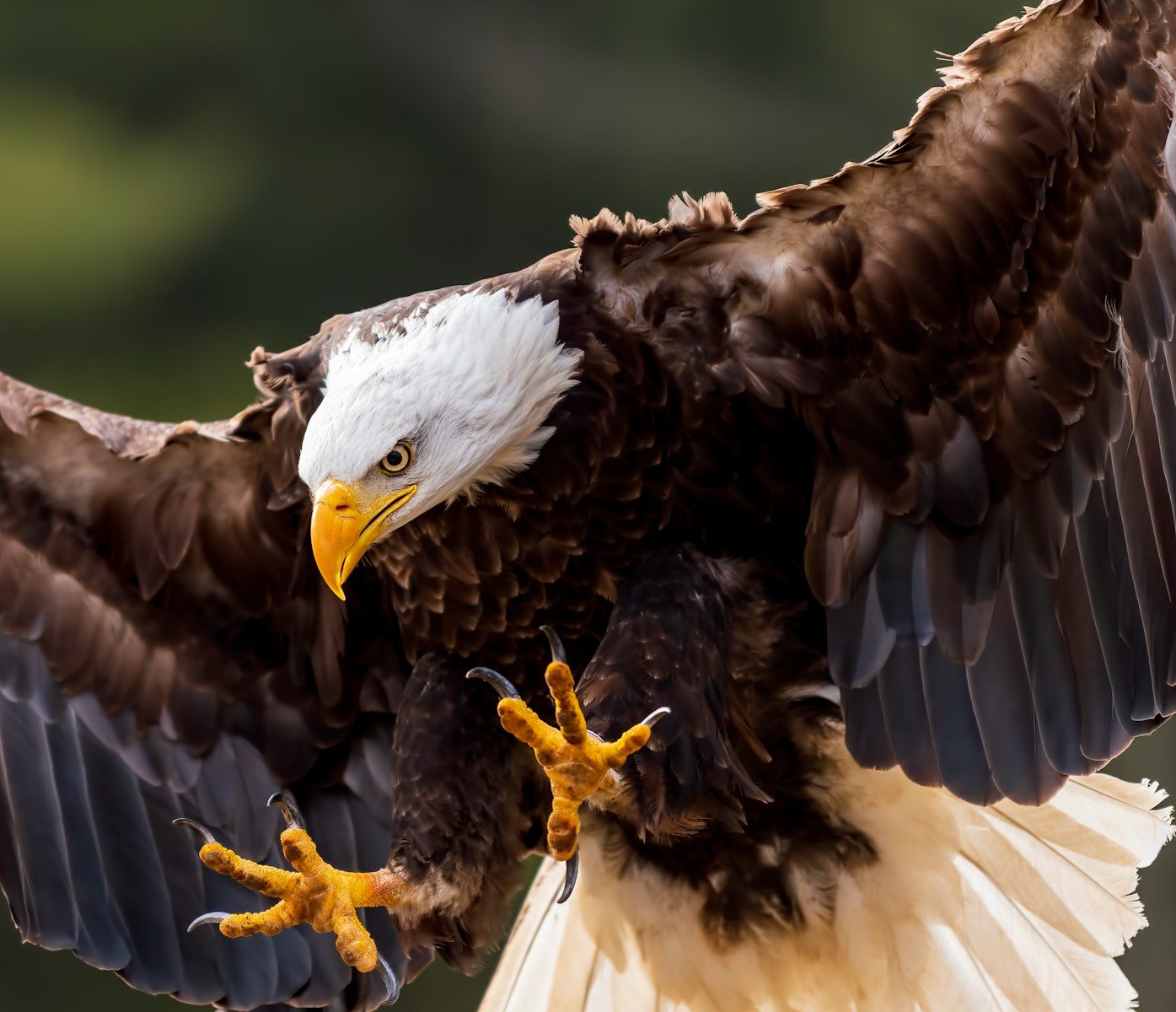 a bald eagle spreads its wings as it spreads its wings
