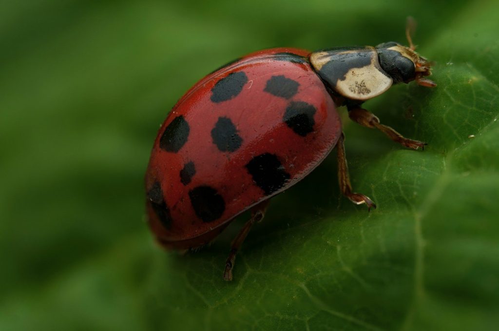 A close up of a lady bug on a leaf