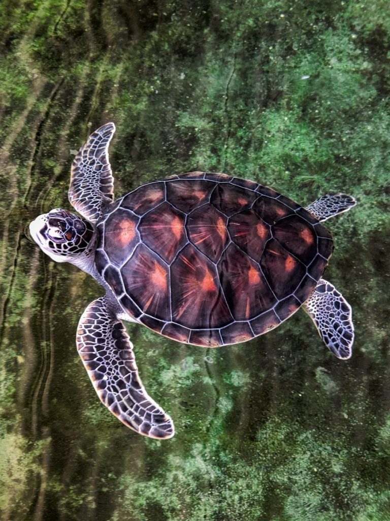 A sea turtle swims in clear water