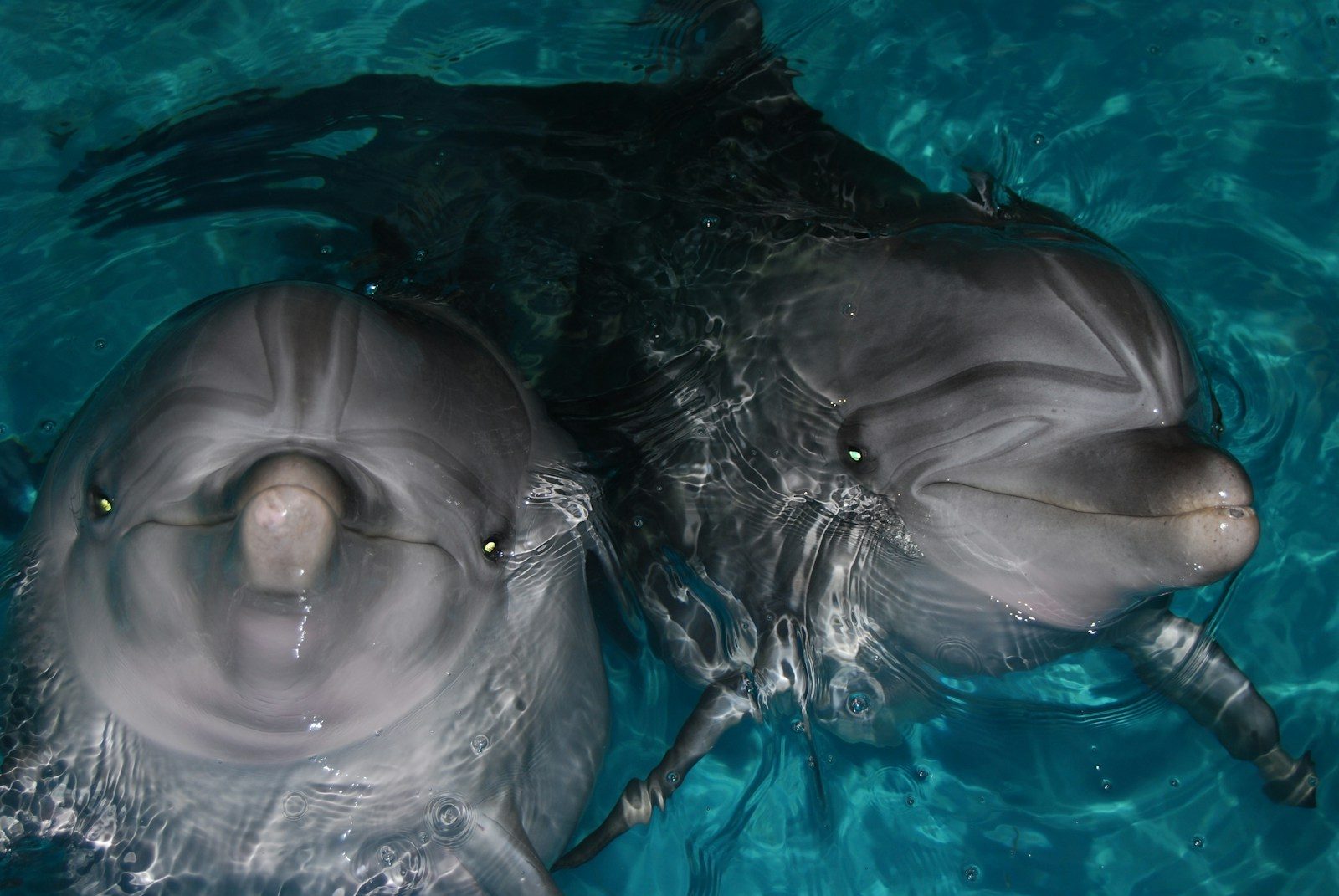 a couple of dolphins swimming in a pool
