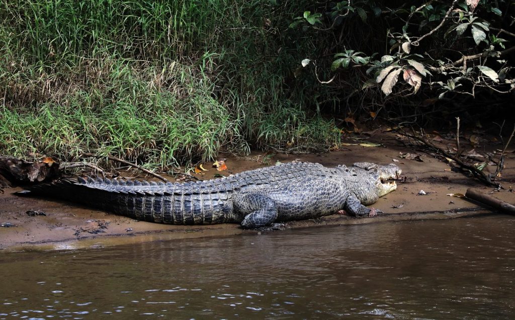A crocodile rests on the muddy riverbank.