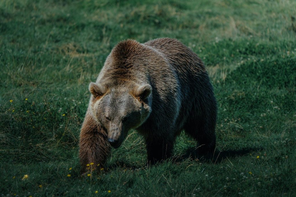 A large brown bear walking across a lush green field