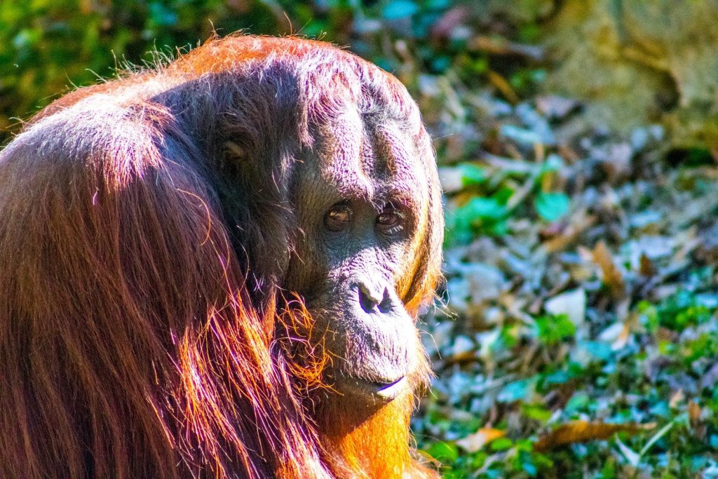 a close up of a monkey in a field of grass