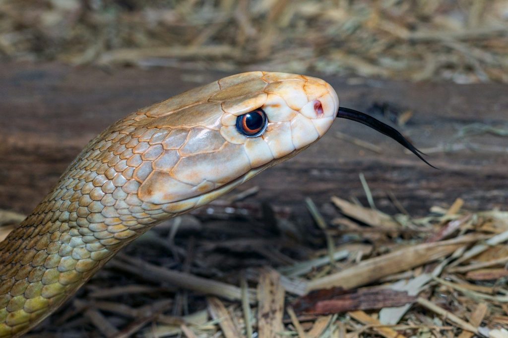 A close up of a snake on the ground