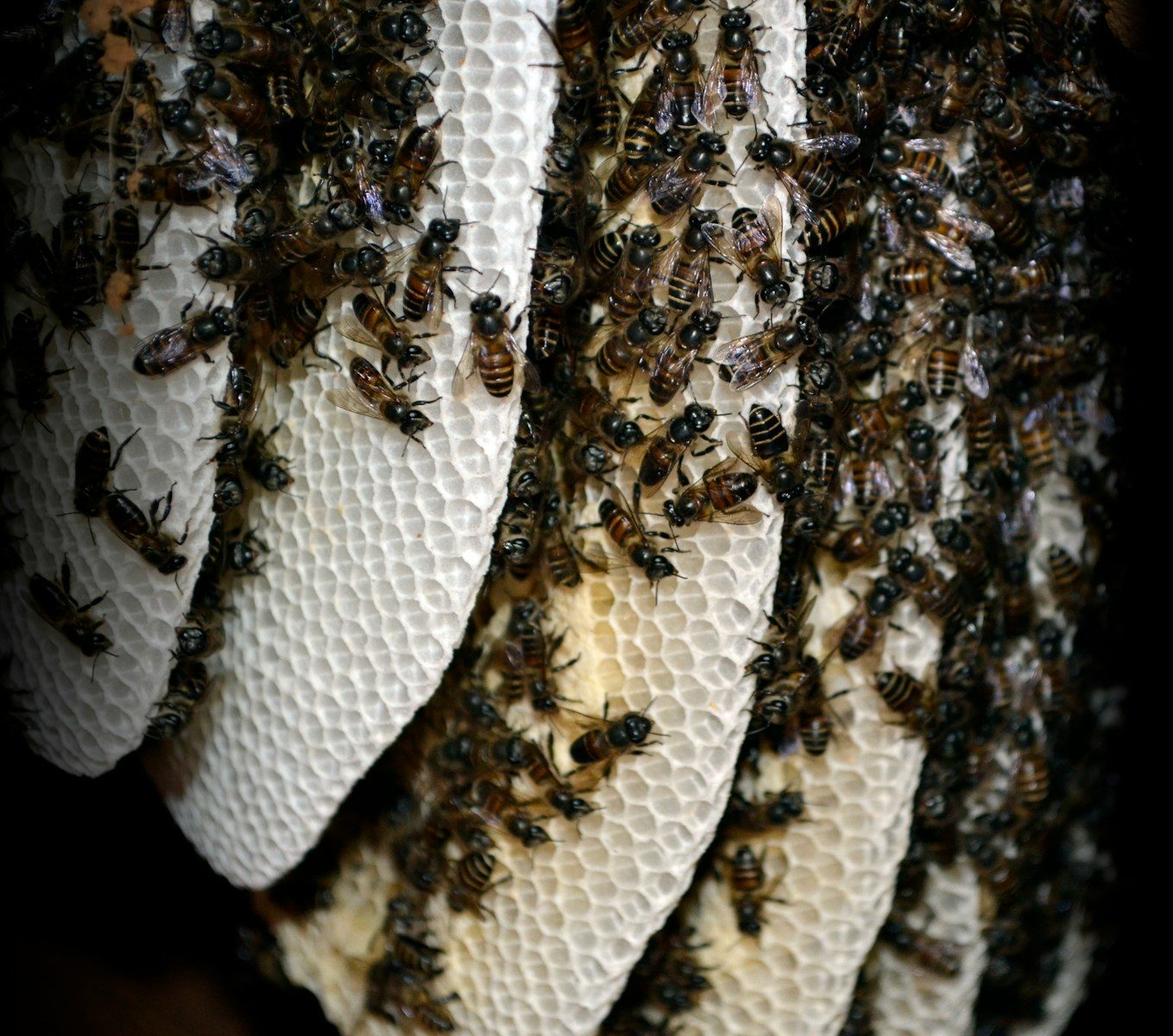 A close-up view of a honeycomb covered in bees.