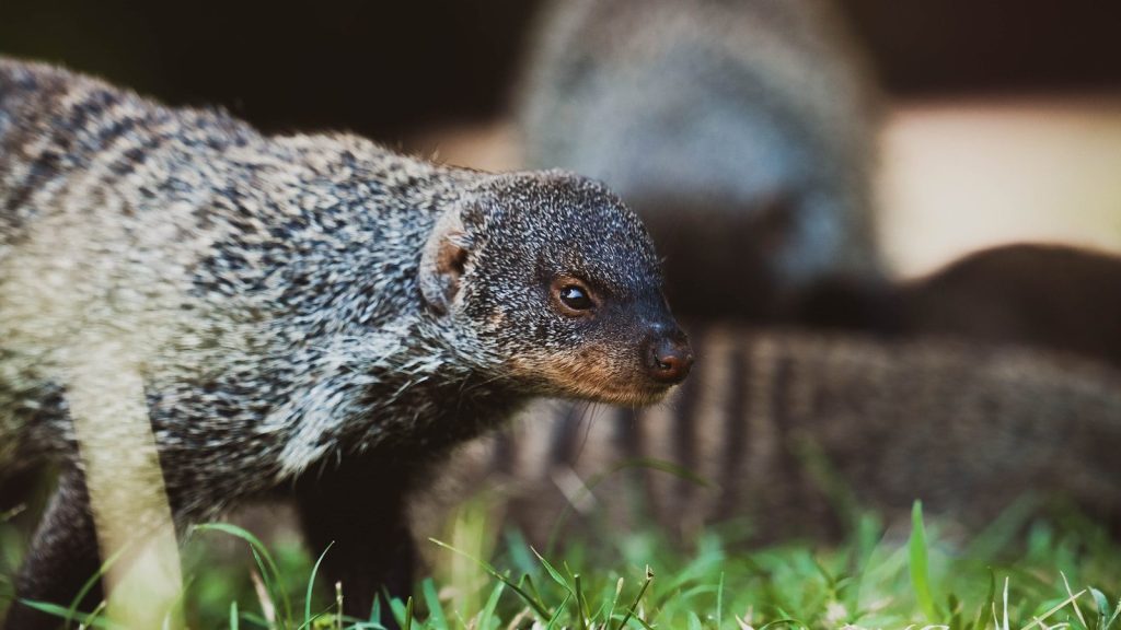 a small animal in the grass