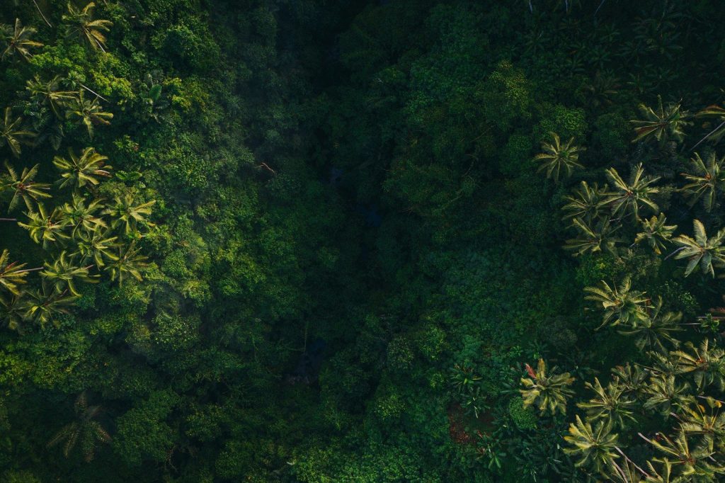 an aerial view of a lush green forest