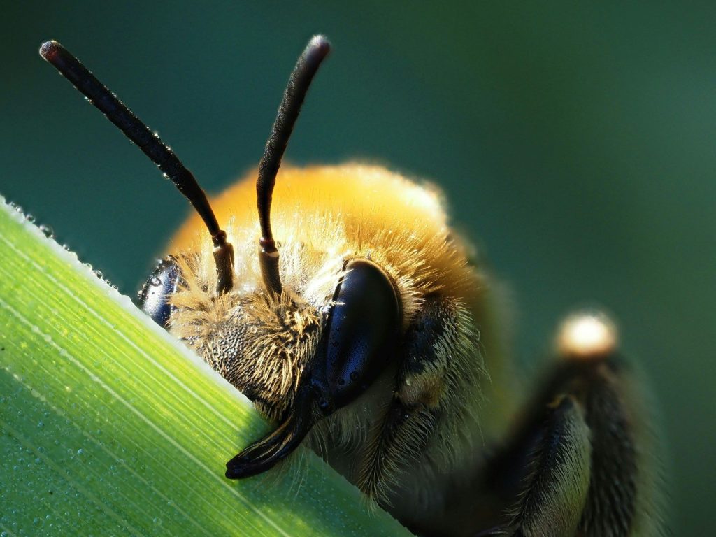 A fuzzy bee rests on a green leaf.