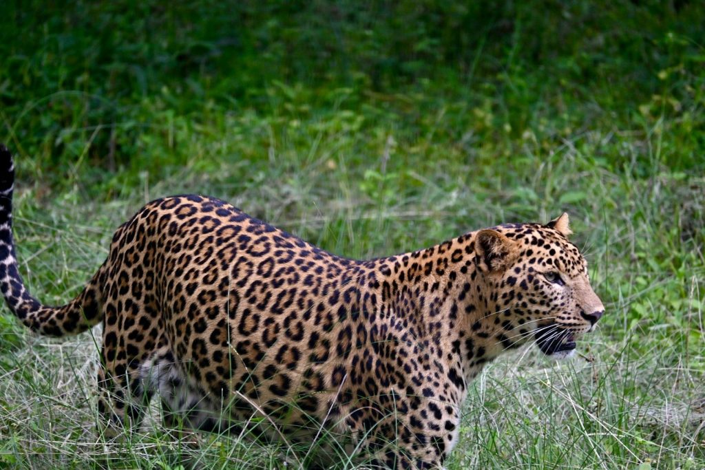 A couple of animals that are in the grass