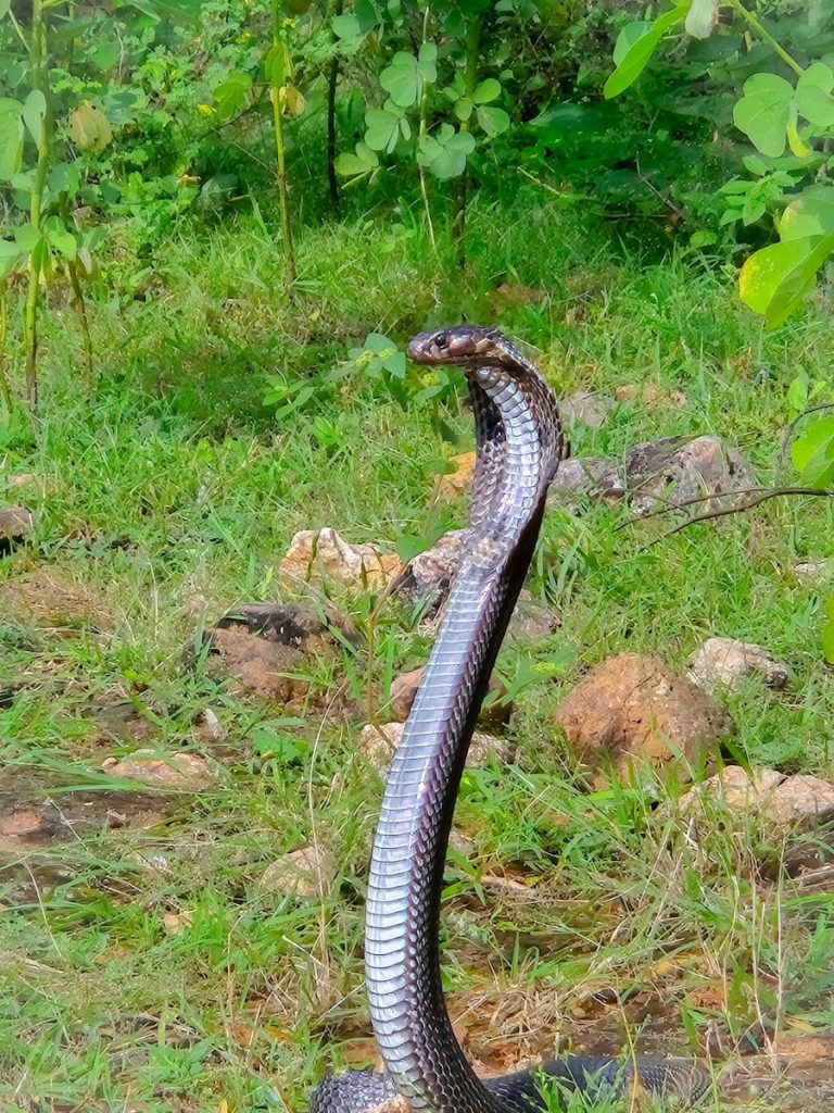 A snake is curled up in the grass