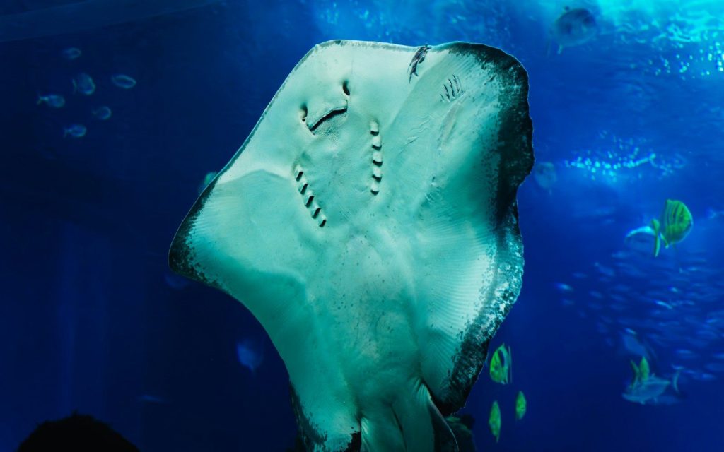 A large stingray glides gracefully through blue waters.