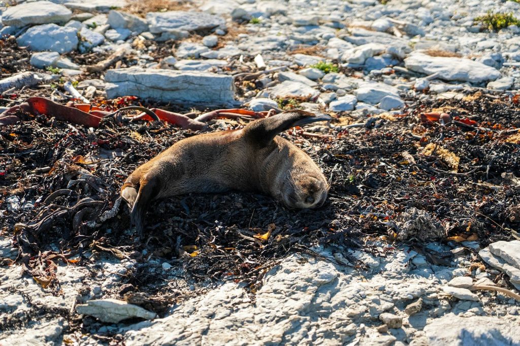 A dead animal laying on top of a rocky field