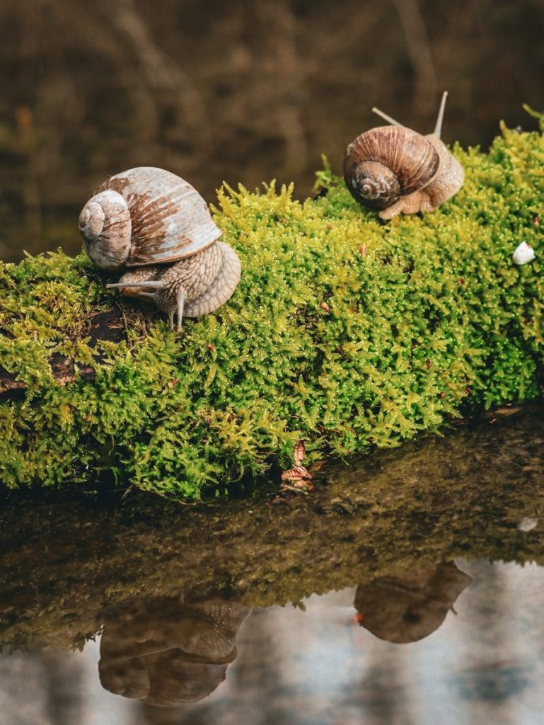 two snails sitting on top of a moss covered log