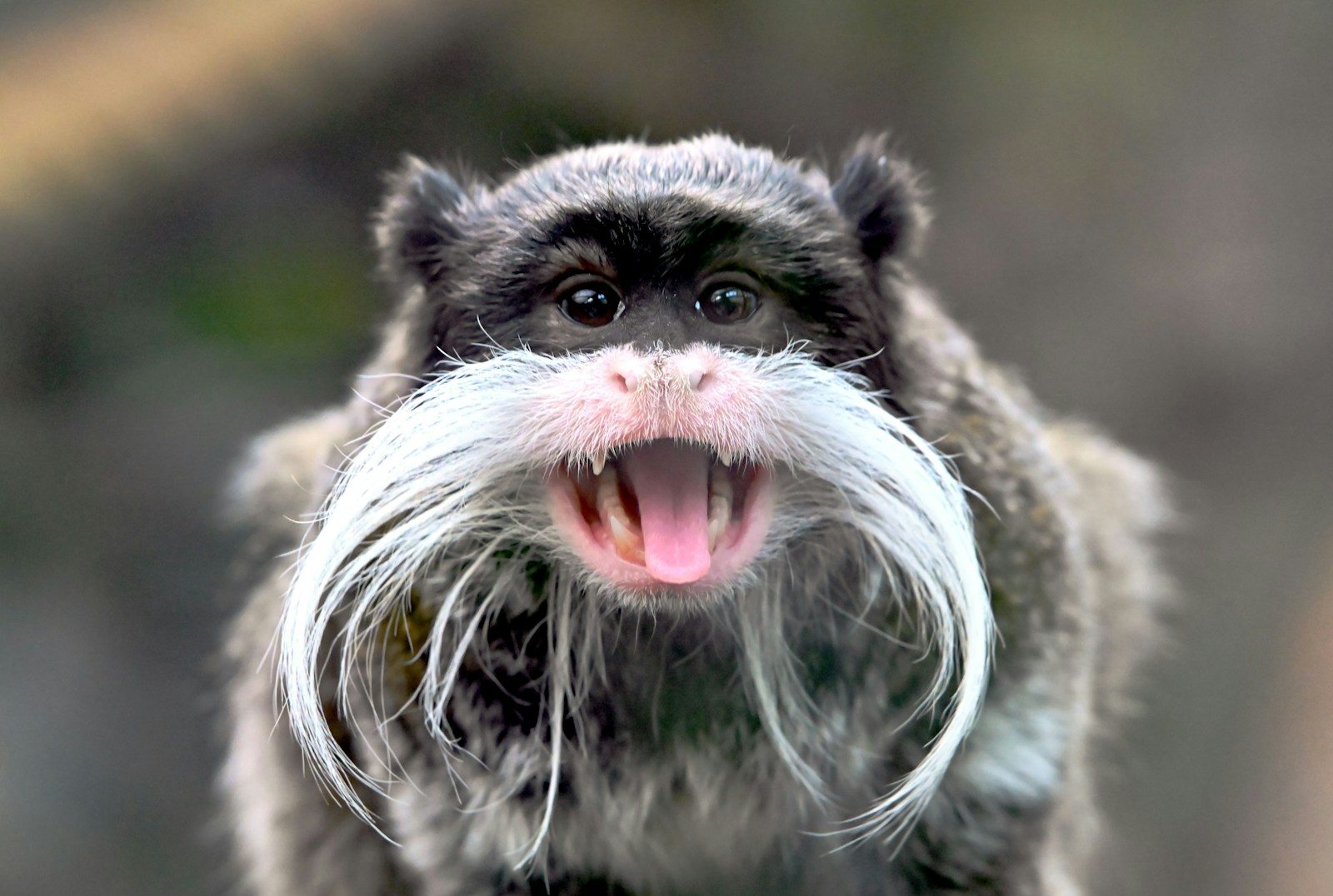 a close up of a monkey with a moustache