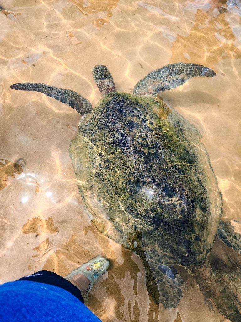 A sea turtle floats near shallow water.