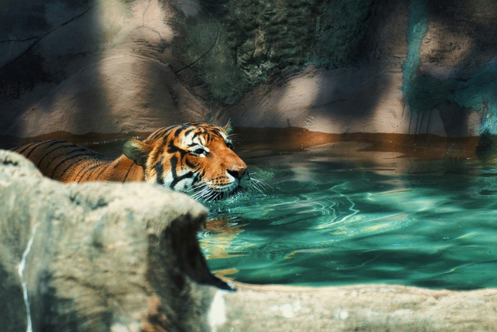 Tiger swimming in a pool of water.