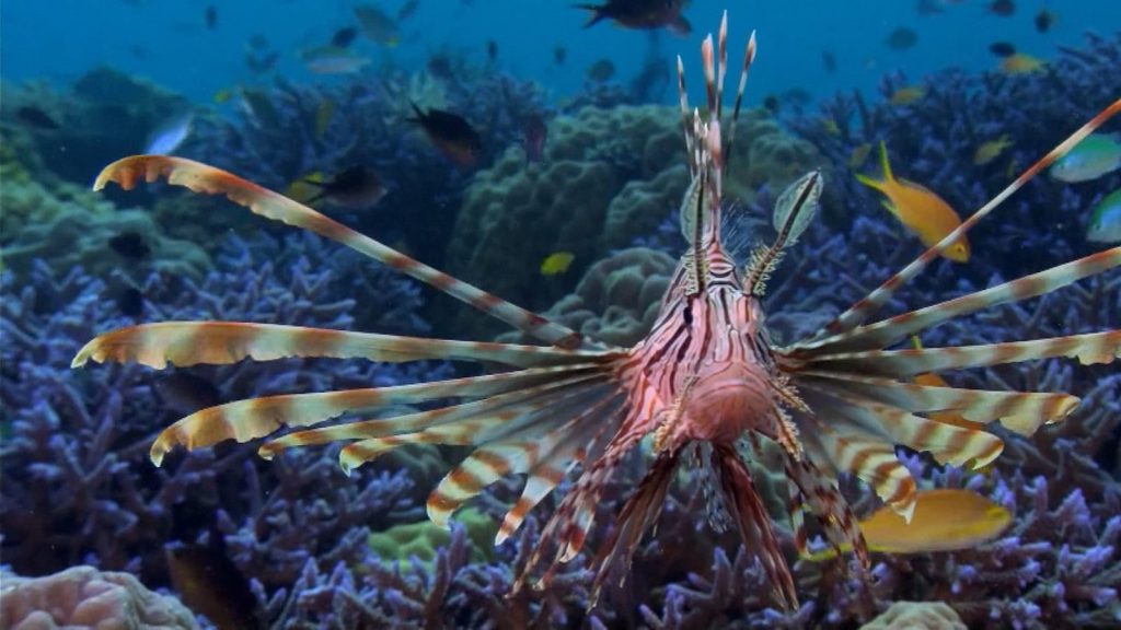 a lionfish swims over a coral reef