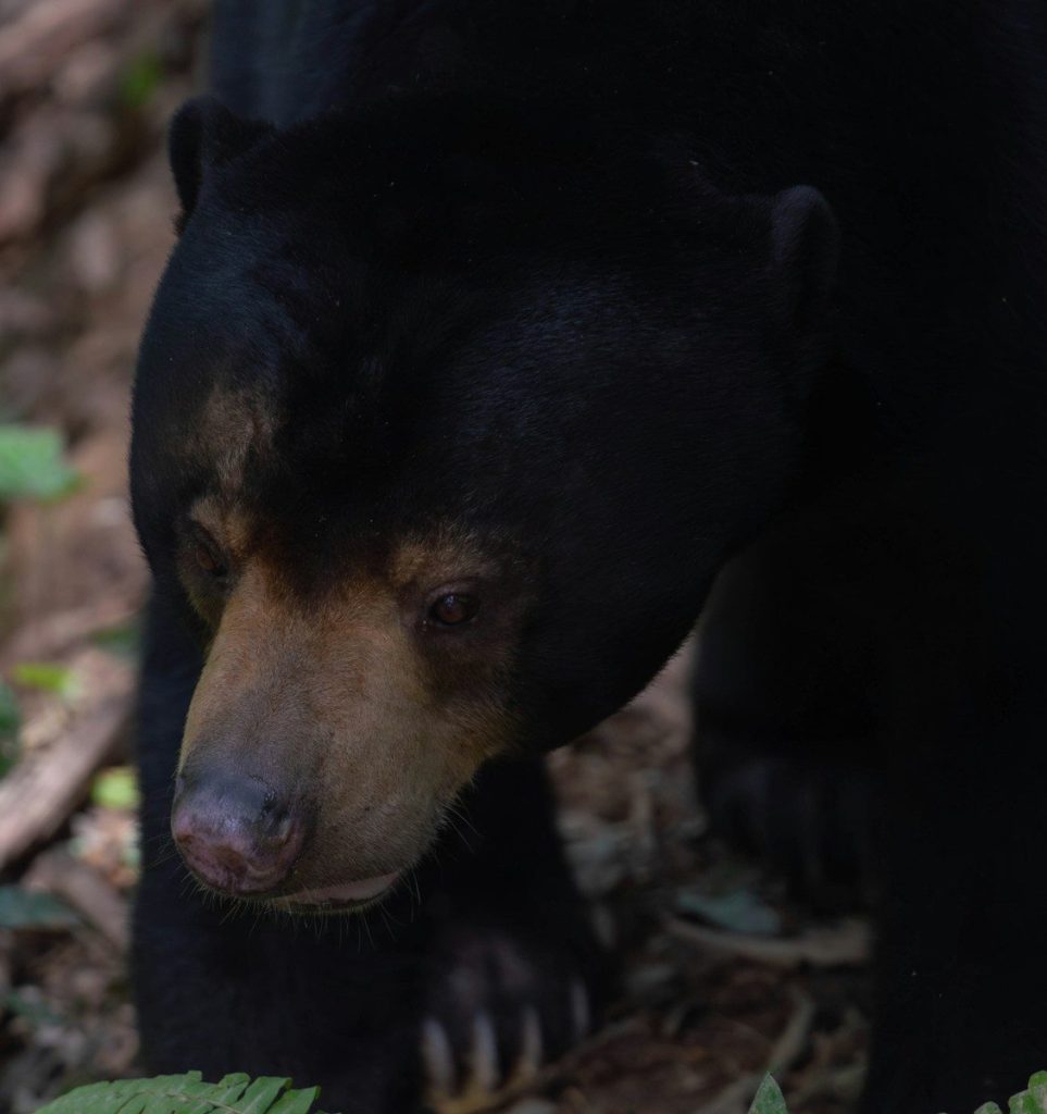 A black bear with a tan muzzle in the forest