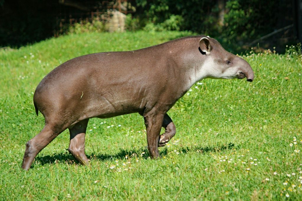 brown rhinoceros on green grass field during daytime