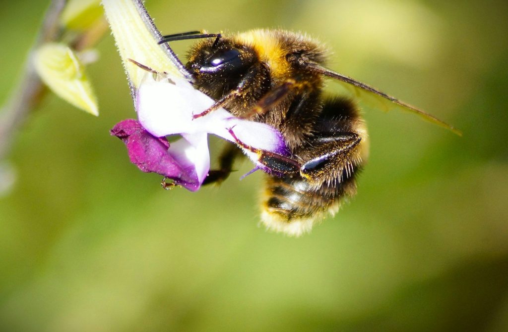 a bee on a flower