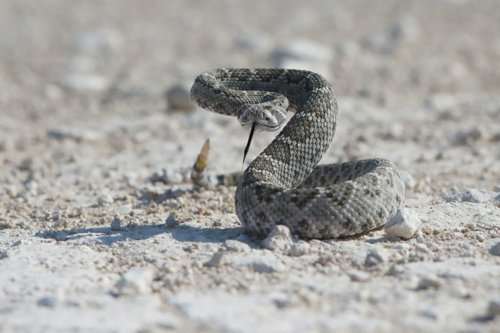 a snake is curled up in the sand