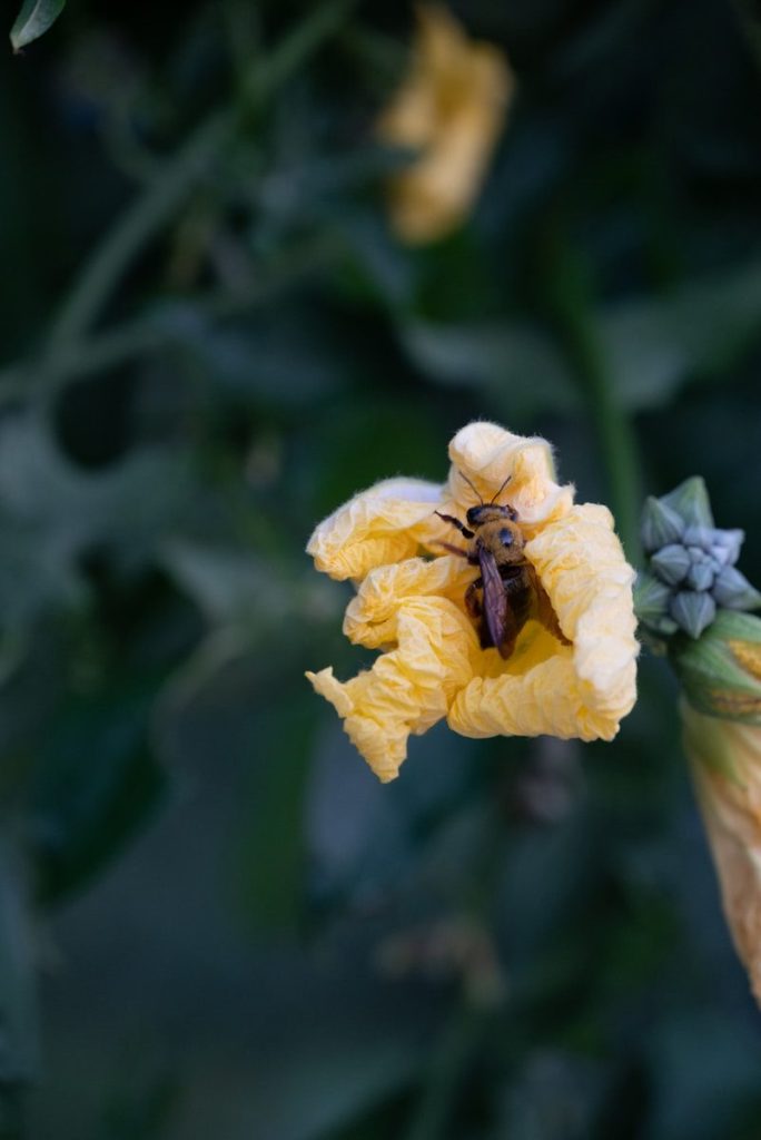 A yellow flower with a bee on it