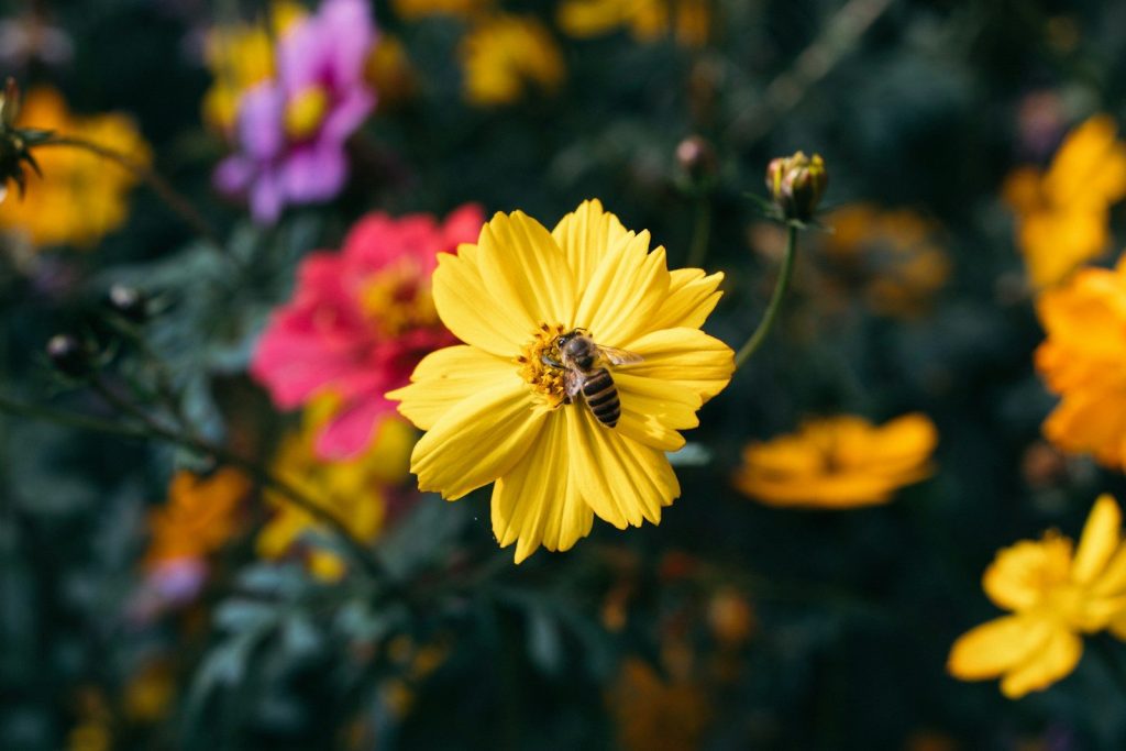 yellow and pink flower in tilt shift lens
