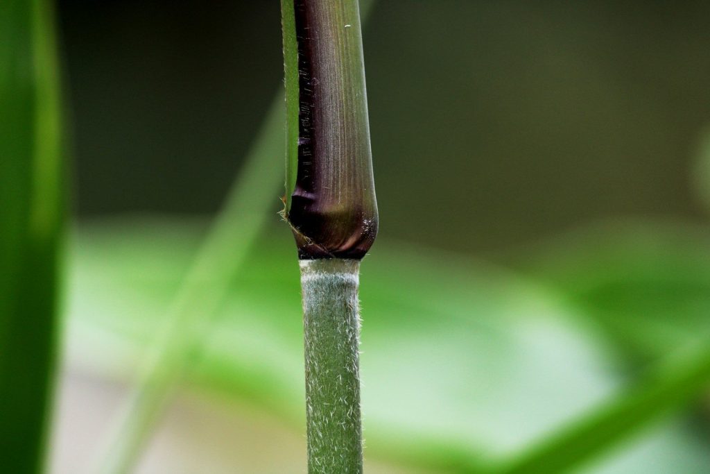 a close up of a plant with a blurry background