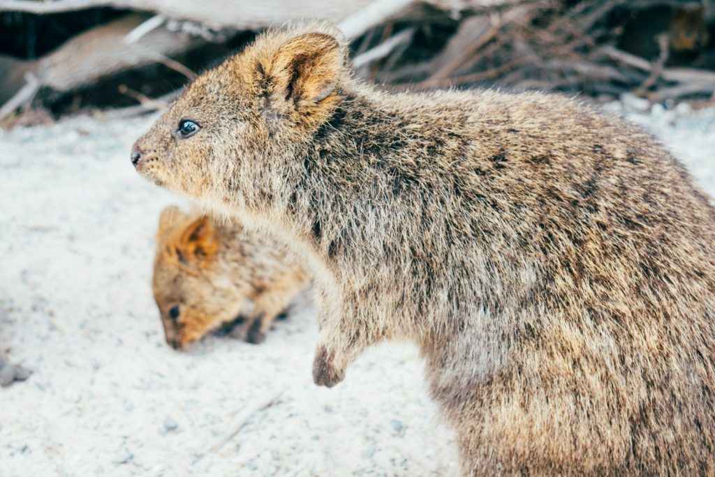 brow and black rat